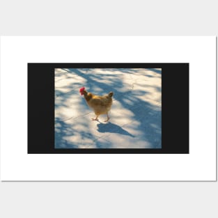Chicken crossing the road Posters and Art
